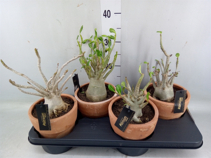 <h4>Adenium NB 'Ansu Baobab'</h4>