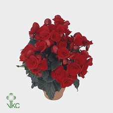 Begonia ''baladin'' rood 13cm Decorum