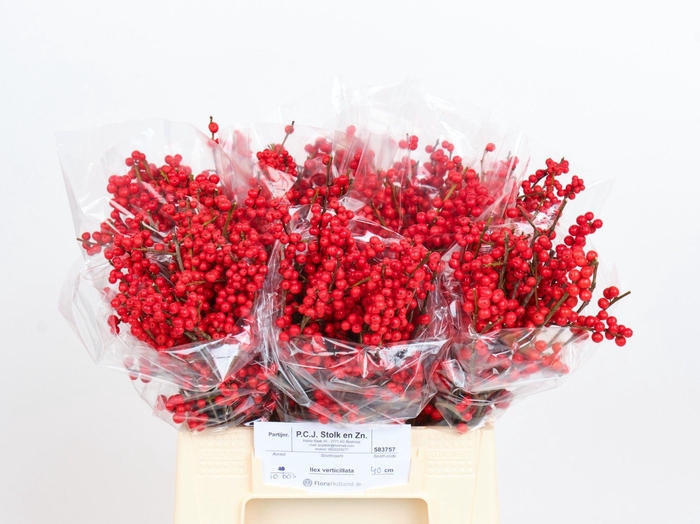 <h4>ILEX VERT BS</h4>