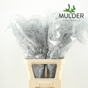 Asp Klb H% L. Getopt White