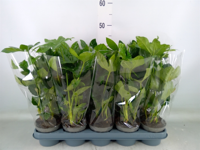 <h4>Fatsia japonica   ...</h4>