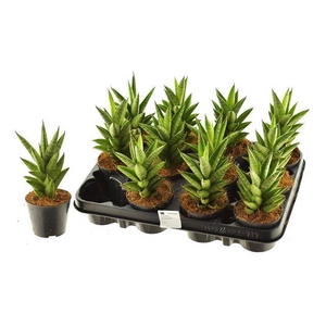 Sansevieria Cylindrica Pagoda 8,5Ø 25cm