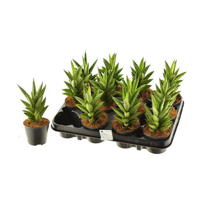 <h4>Sansevieria Cylindrica Pagoda 8,5Ø 25cm</h4>
