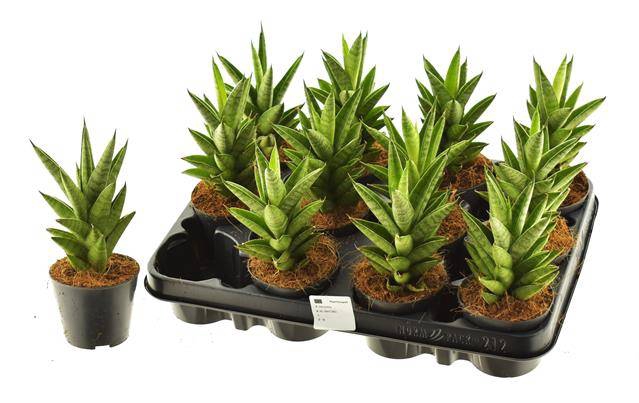 Sansevieria Cylindrica Pagoda 8,5Ø 25cm