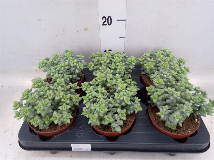 <h4>Crassula perforata</h4>