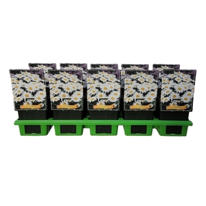 Leucanthemum vulgare