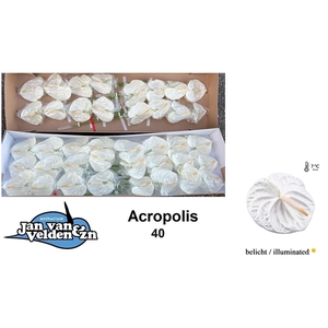 Acropolis 40