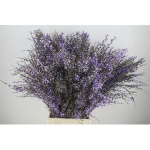 Ginster 400gr Milka P Bunch