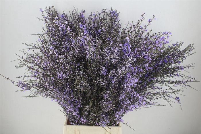 <h4>Ginster 400gr Milka P Bunch</h4>