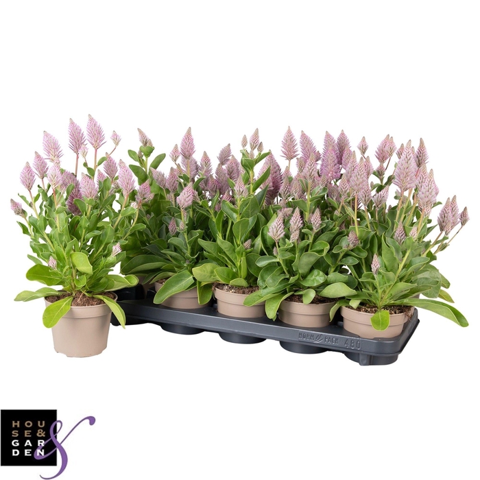 <h4>PTILOTUS EX JOEY</h4>
