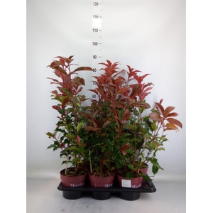 Photinia fraseri 'Magical Volcano'