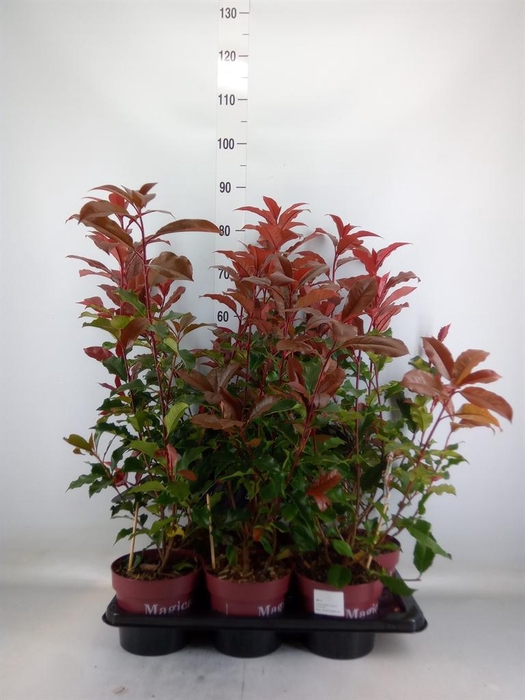 <h4>Photinia fraseri 'Magical Volcano'</h4>