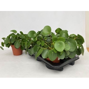 Pilea peperomoides