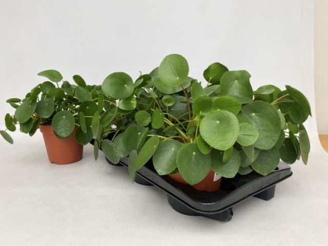 <h4>Pilea peperomoides</h4>