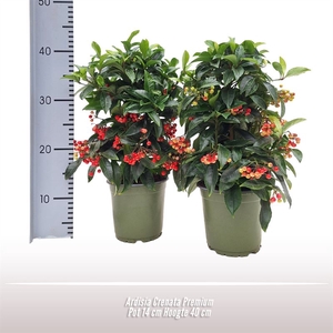 Ardisia Crenata Premium