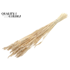Triticum per bunch Intense Frosted White