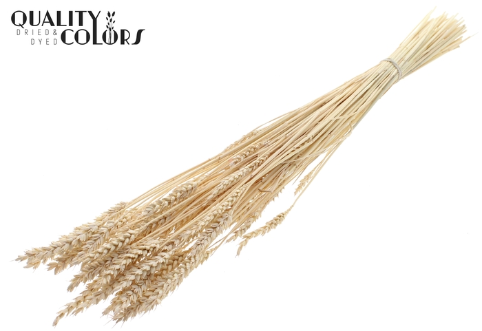 <h4>Triticum per bunch Intense Frosted White</h4>