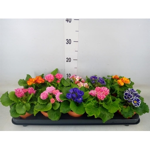 Primula ac. 'Bellisimo'   ..mix