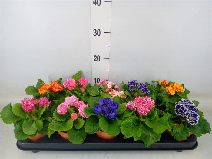 <h4>Primula ac. 'Bellisimo'   ..mix</h4>