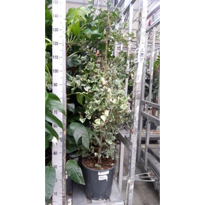 Ficus triangularis 'Sweetheart'