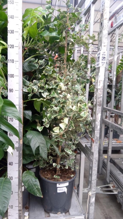 <h4>Ficus triangularis 'Sweetheart'</h4>