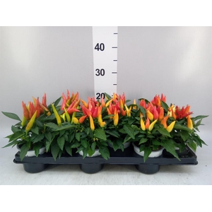 Capsicum annuum 'Joker'
