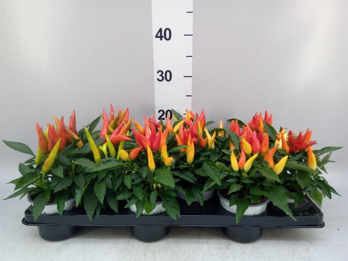 <h4>Capsicum annuum 'Joker'</h4>