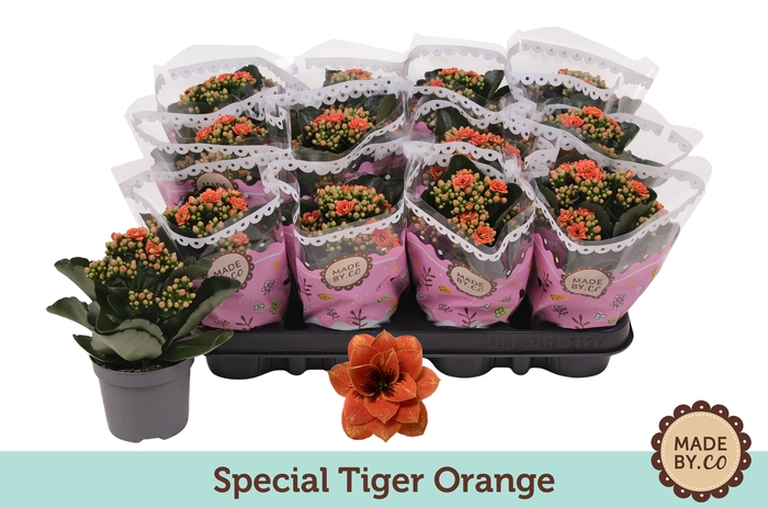 <h4>Kalan Gev Oranje Special Tiger Orange</h4>