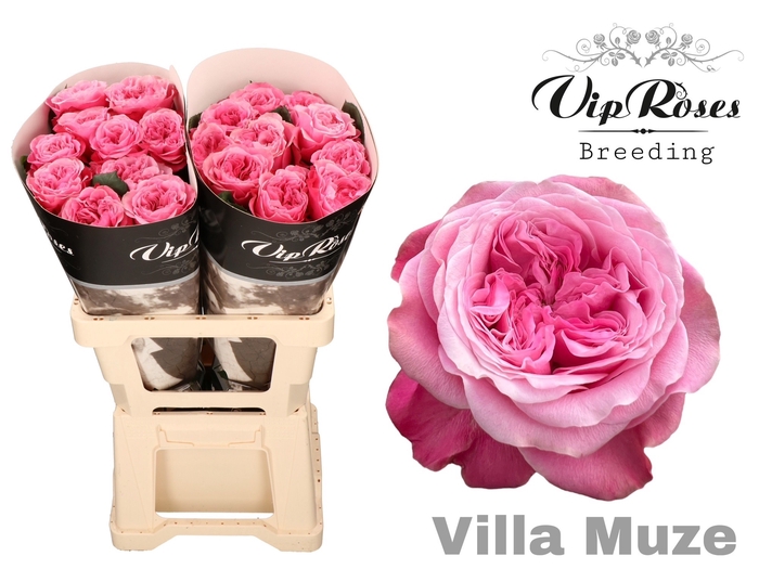R GR VILLA MUZE x20