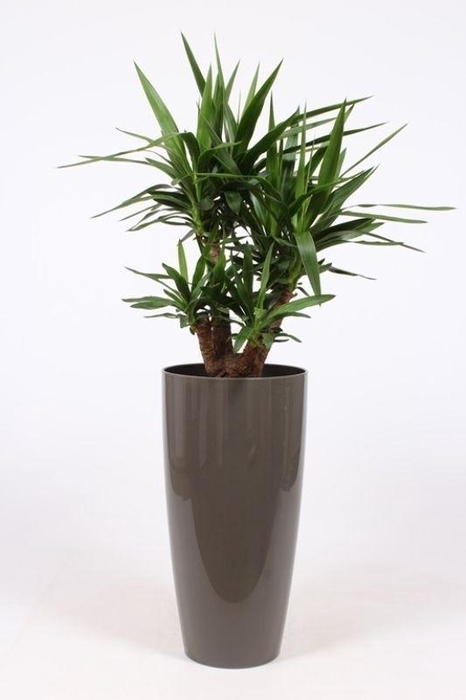 <h4>Yucca elephantipes in Santorini pot "taupe"</h4>