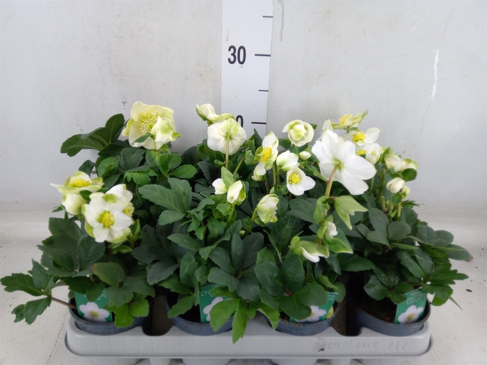<h4>Helleborus niger 'Christmas Carol'</h4>