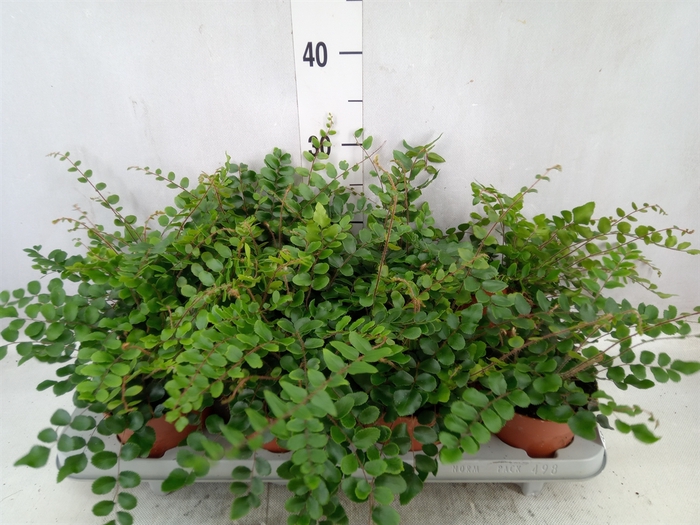 <h4>Pellaea rotundifolia</h4>