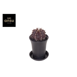 Gymno Cactus 'Purple Black'