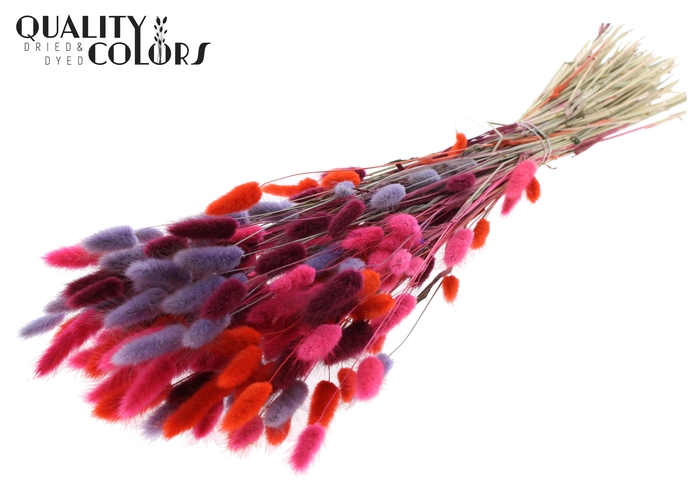 Lagurus Premium per bunch Colourful 9