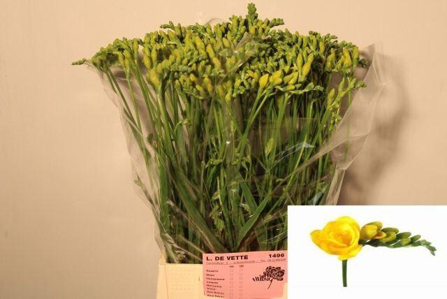 <h4>FREESIA DU SOLEIL 17 GR.</h4>