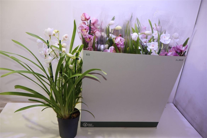 <h4>arr8 Cymb Gemengd</h4>