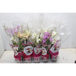 PHALAENOPSIS P12 MULTIFLORA 3 HT