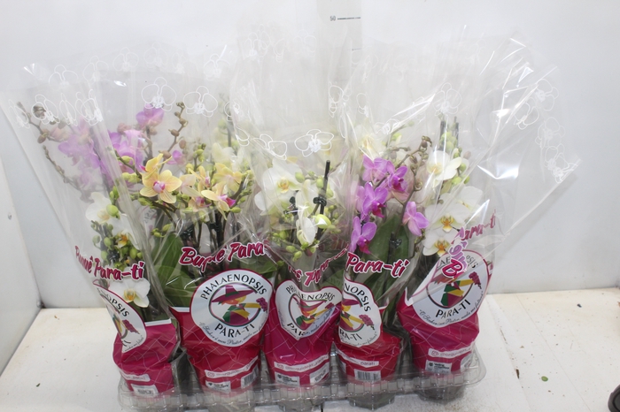 <h4>PHALAENOPSIS P12 MULTIFLORA 3 HT</h4>