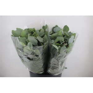 Euca Populus Short 150gr P Bunch