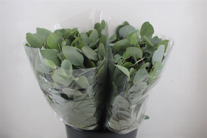 <h4>Euca Populus Short 150gr P Bunch</h4>