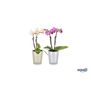 Glaspot Christmas Tiny Dolls Mix 2T10+