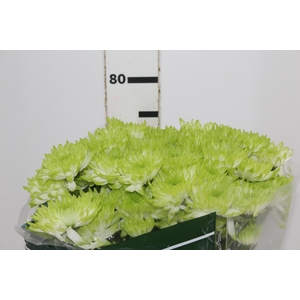 CRISANTEMO ZEMBLA GREEN 080 CM VERDE