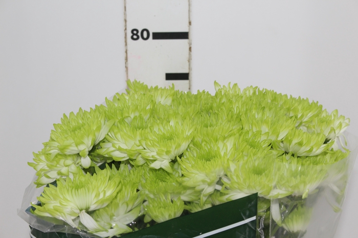 <h4>CRISANTEMO ZEMBLA GREEN 080 CM VERDE</h4>