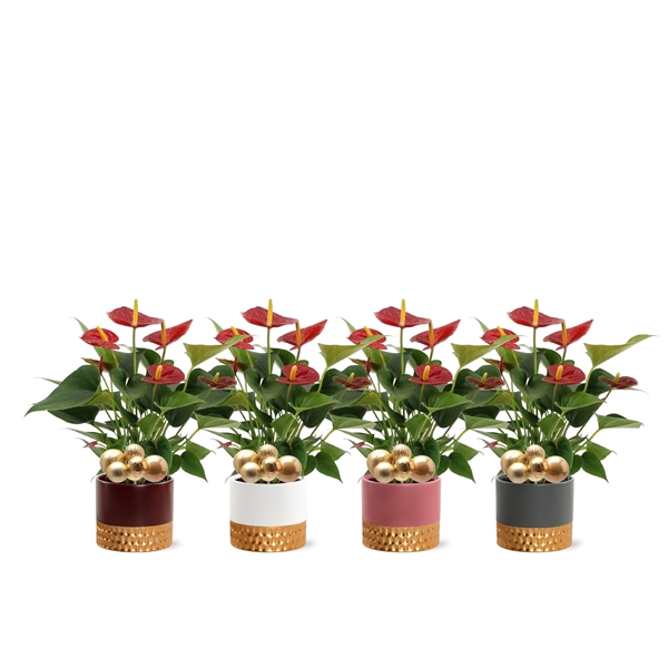 <h4>Anthurium Diamond Red in Frederique ceramic + stabber</h4>