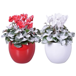 Cyclamen persicum midi Super Serie Allure