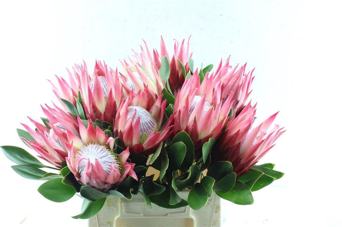 <h4>Protea Cy Madiba</h4>