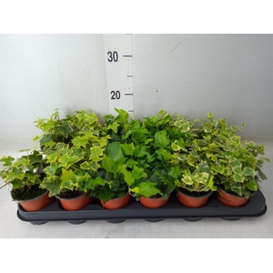 Hedera helix   ...mix 3