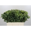 Pittosporum Ilan