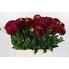 Dahlia Cognac Brandy