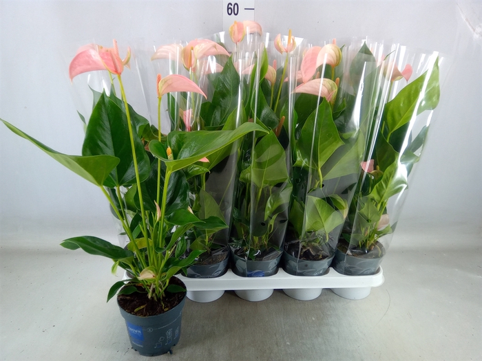 <h4>Anthurium andr. 'Joli Peach'</h4>